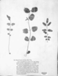 Phragmidium sanguisorbae image